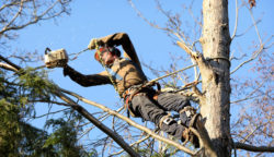 tree-pruning tree-pruning