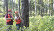sylviculture2 sylviculture2